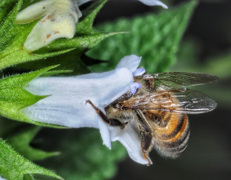 Abordando la crisis de las abejas: qué podemos hacer para ayudar