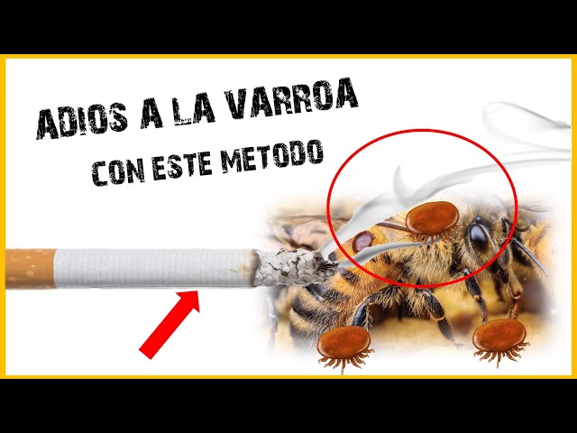 Cómo criar abejas africanizadas de manera segura y efectiva