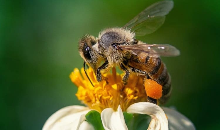 Cómo identificar a las abejas solitarias