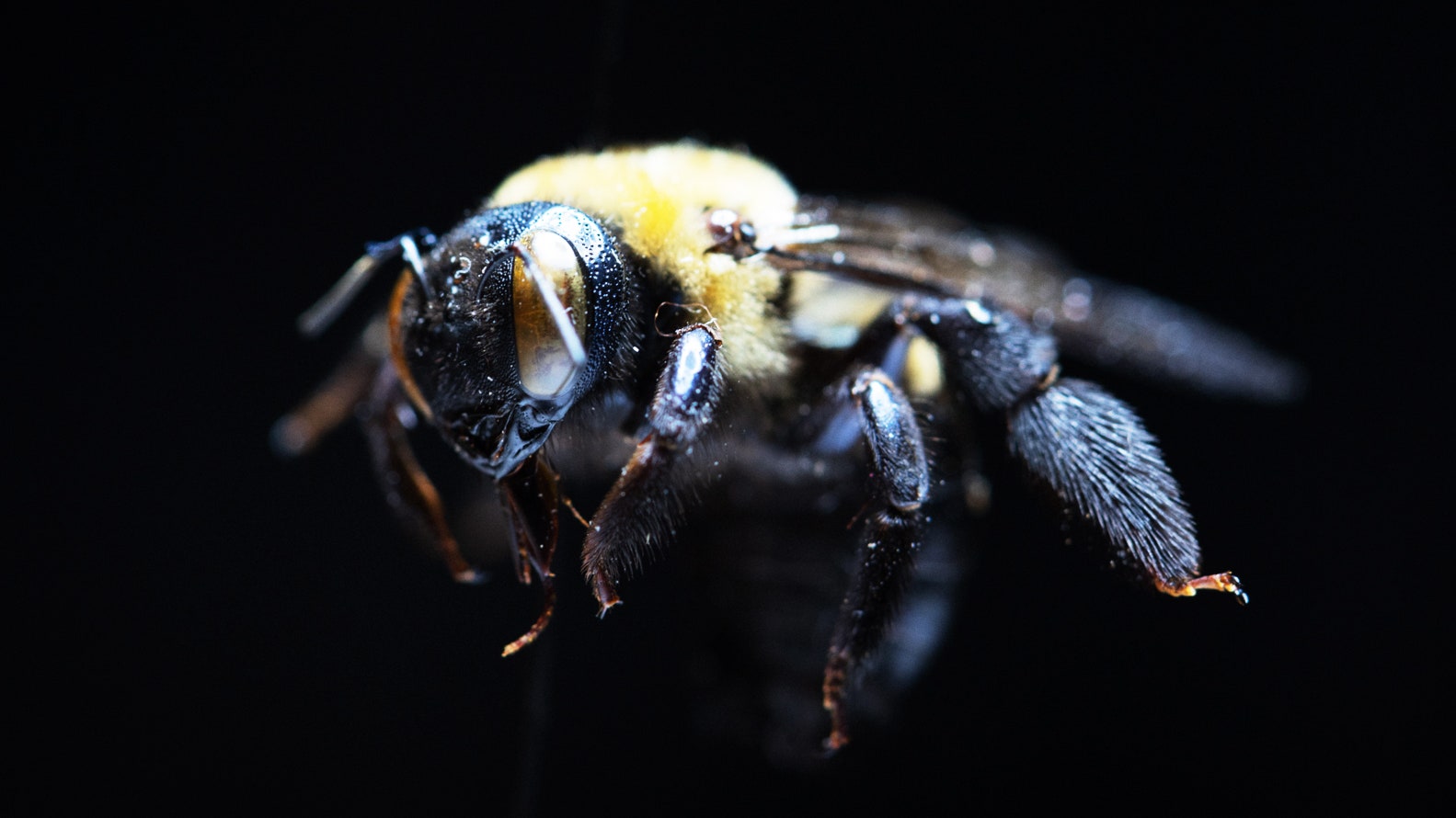 Cómo las abejas contribuyen a la diversidad de especies