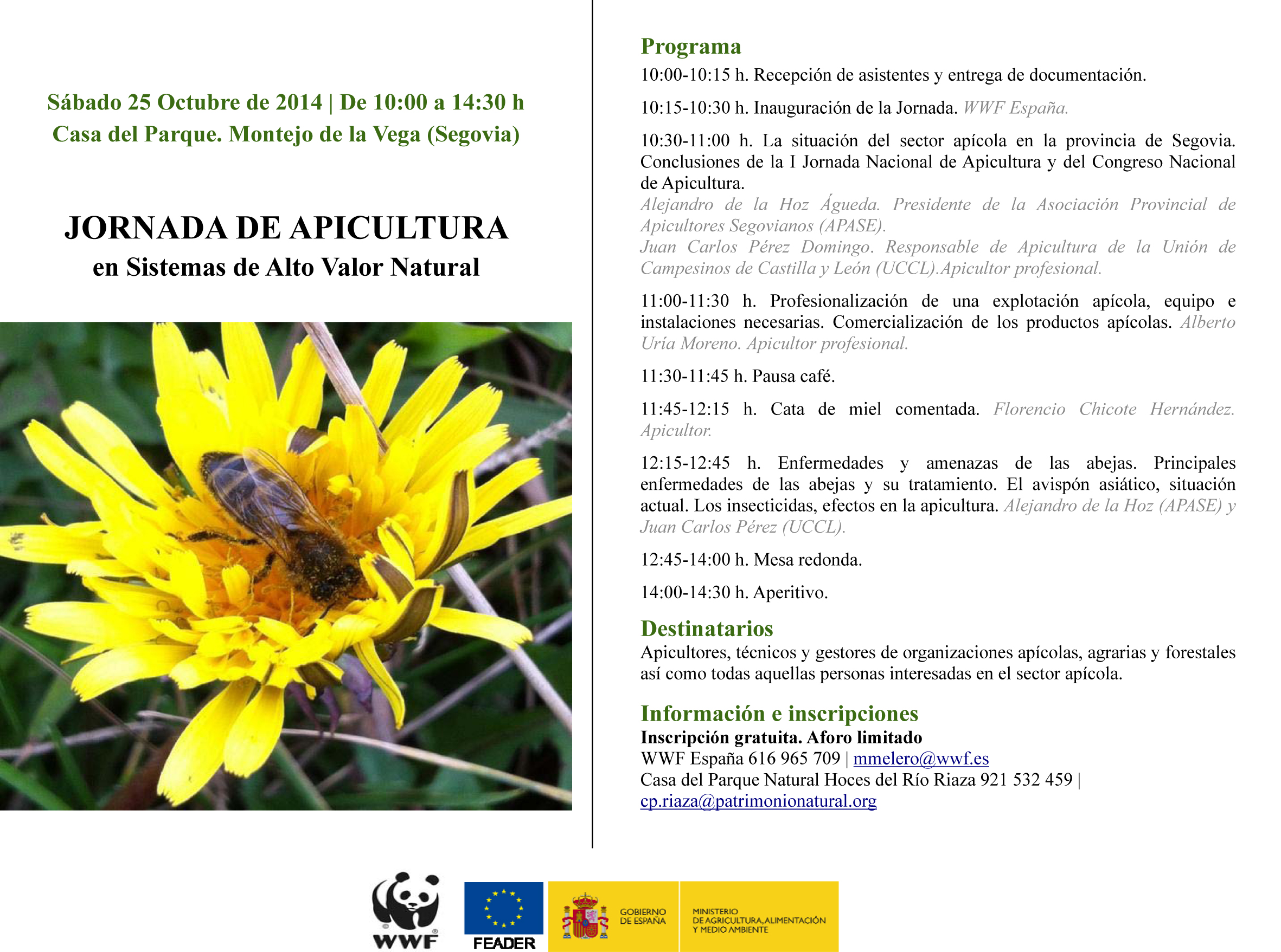 El amorío de los zánganos: apareamiento y selección natural en los insectos
