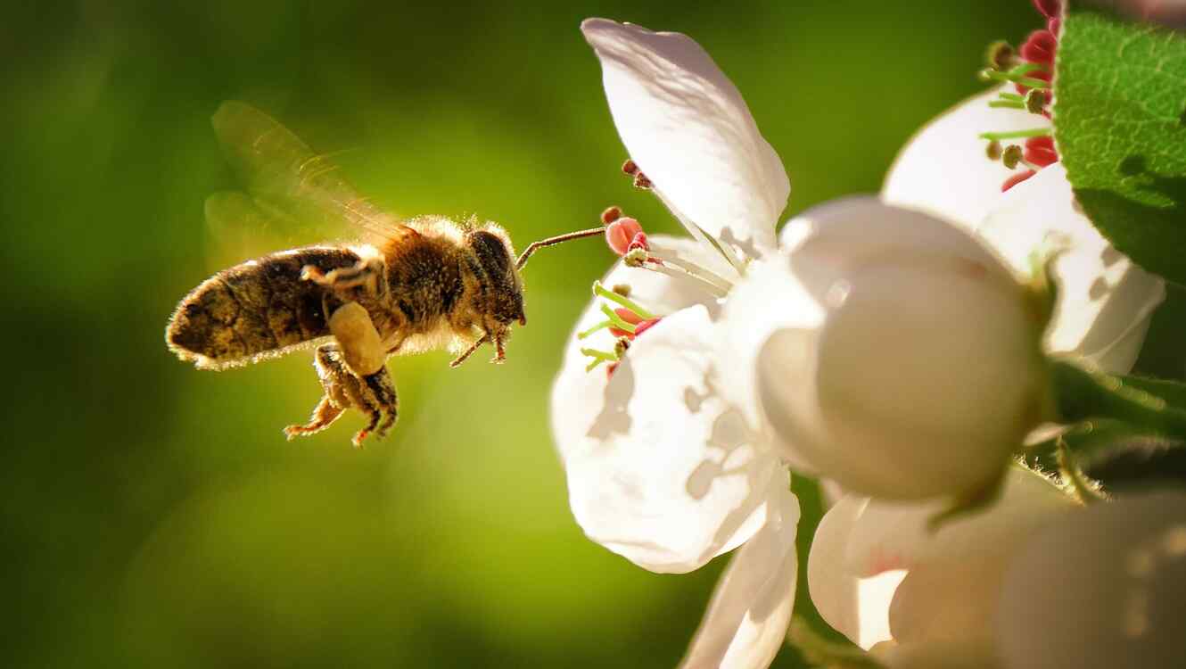 El impacto de los pesticidas en las poblaciones de abejas y cómo protegerlas