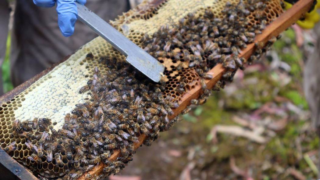 El rol de las abejas obreras en la producción de miel