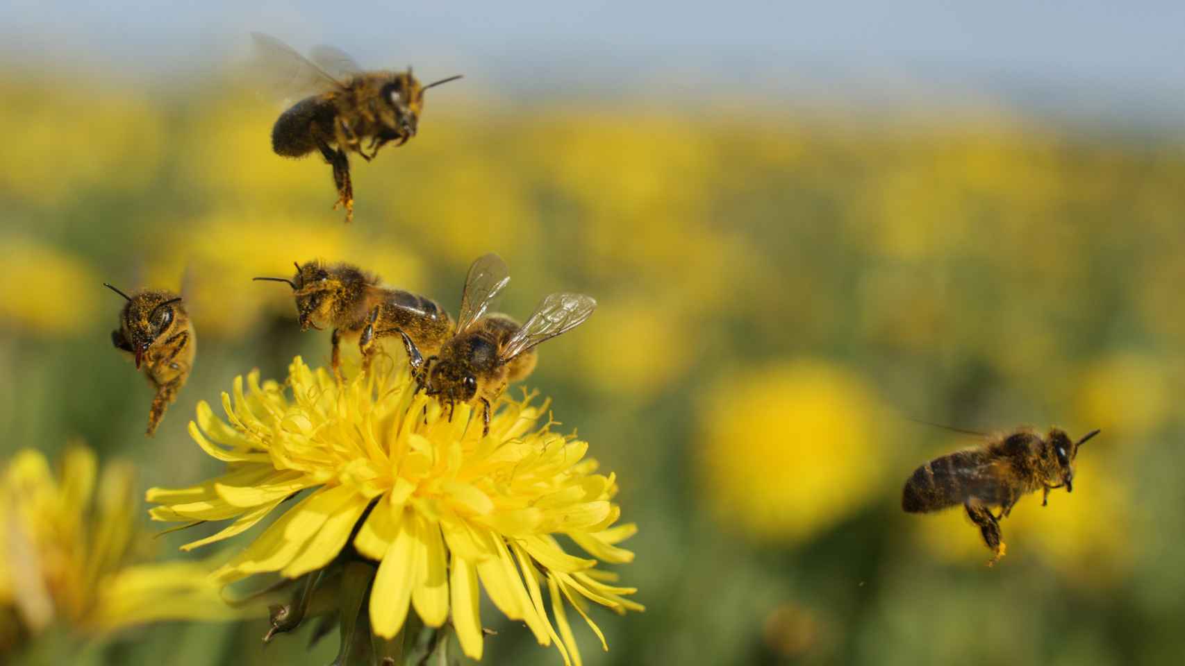 Enfermedades y su impacto en la polinización: ¿cómo afecta a la biodiversidad?