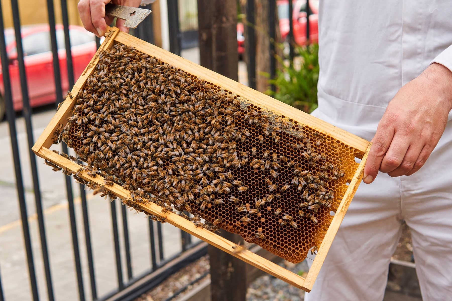La comunicación de las abejas: un aspecto esencial para su conservación
