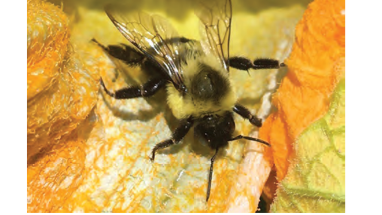 La importancia de las abejas solitarias para la polinización