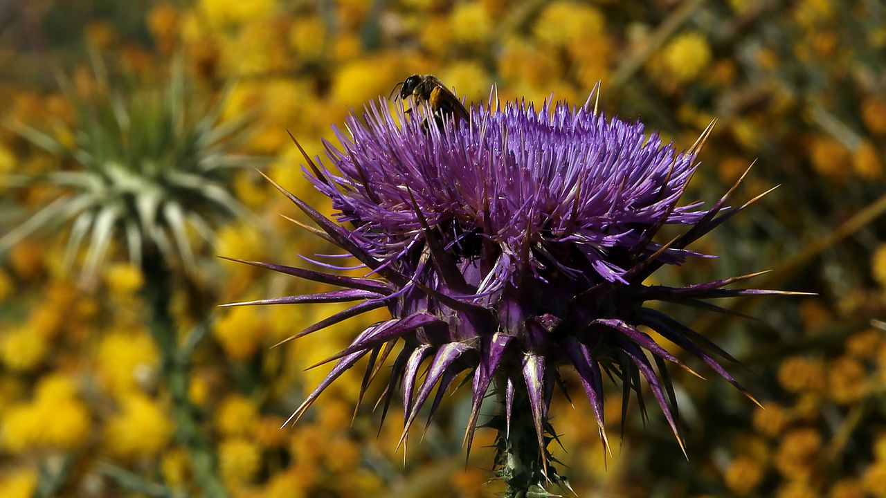La miel como remedio natural: propiedades curativas y aplicaciones