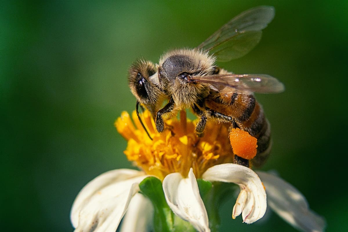 Las abejas y la polinización, ¿por qué es importante?