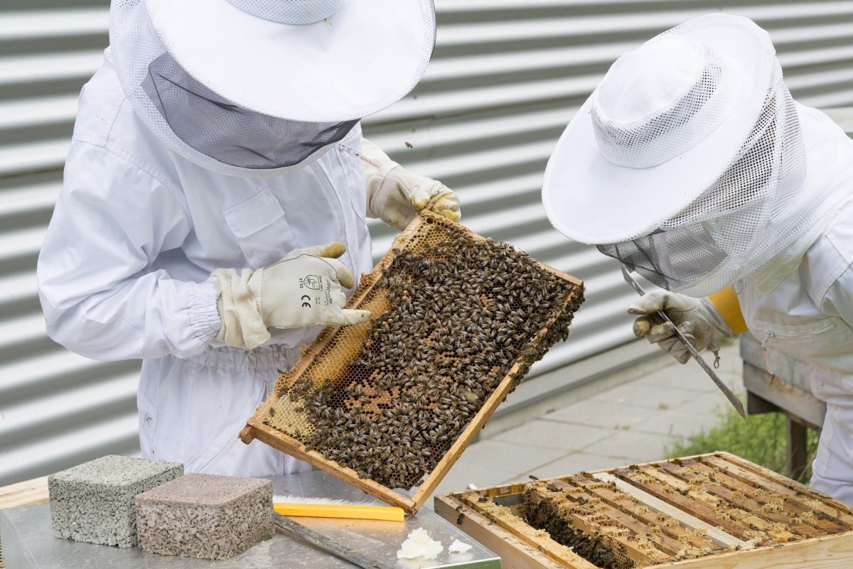 Los beneficios de la apicultura para la producción de alimentos