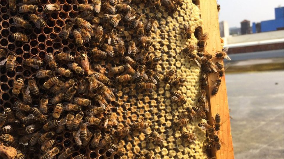 Los beneficios de tener abejas sin aguijón en tu jardín: polinización y miel