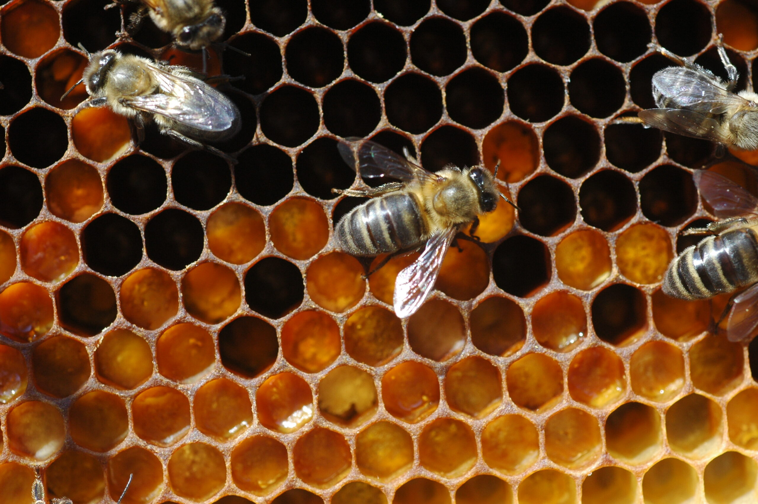 Los distintos tipos de abejas y sus funciones en la colmena