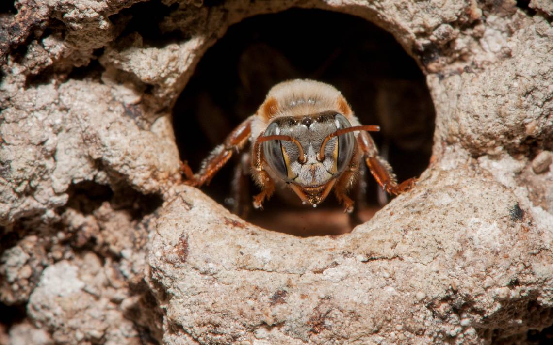 Los riesgos de la desaparición de las abejas