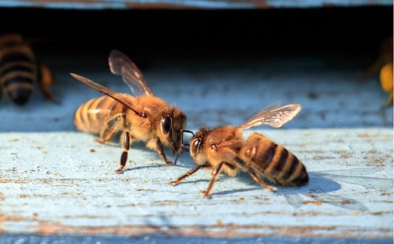 Todo lo que necesitas saber sobre la miel de abeja