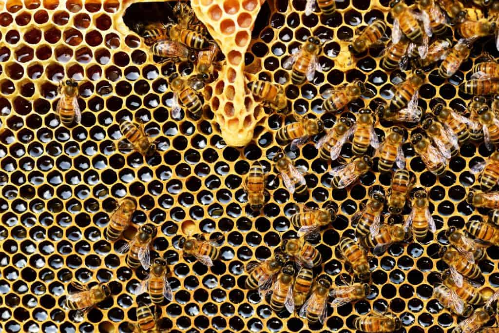 Usos culinarios del polen de abeja